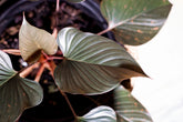Homalomena ardua